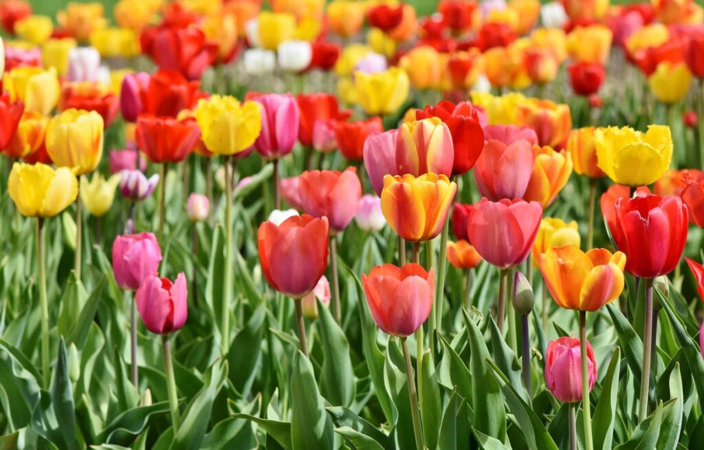 tulipes fleurs de printemps ménage