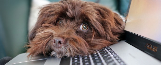 chien sur un clavier d'ordinateur