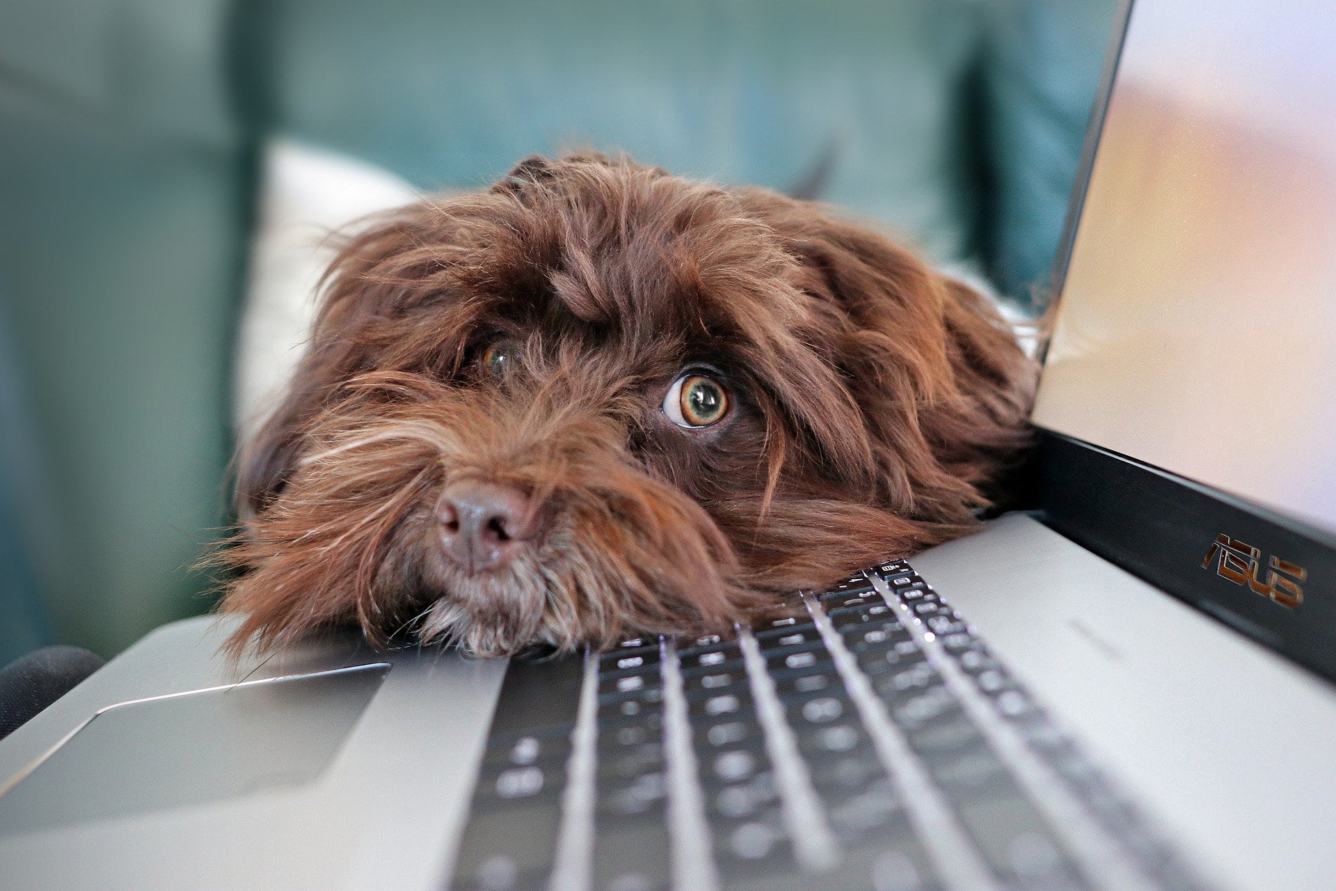 chien sur un clavier d'ordinateur